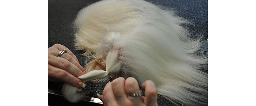 A Maltese in Full Coat